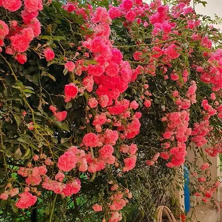 فندق مبيت وإفطار 4 Stagioni *