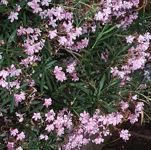 Couette-café 4 Stagioni