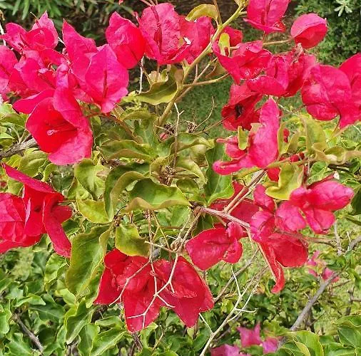 Couette-café 4 Stagioni *