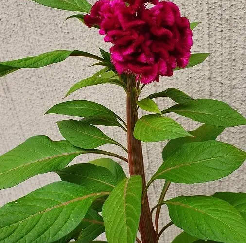 4 Stagioni Couette-café *