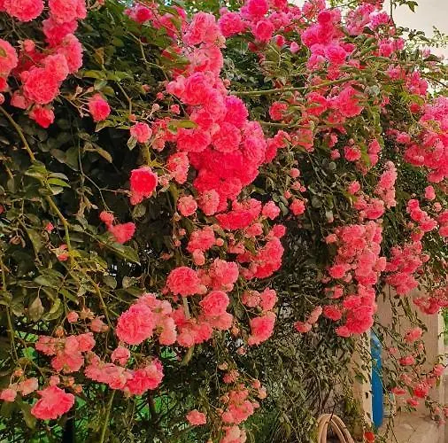 Couette-café 4 Stagioni *